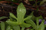 Southern coastal violet